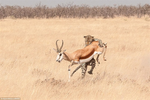  Nhà làm phim Kevin Wilson đã tình cờ chứng kiến khoảnh khắc con báo vồ lấy con linh dương trong chuyến đi thăm Vườn quốc gia Etosha. 