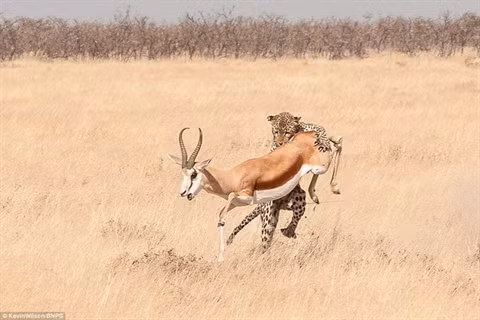  Nhà làm phim Kevin Wilson đã tình cờ chứng kiến khoảnh khắc con báo vồ lấy con linh dương trong chuyến đi thăm Vườn quốc gia Etosha. 