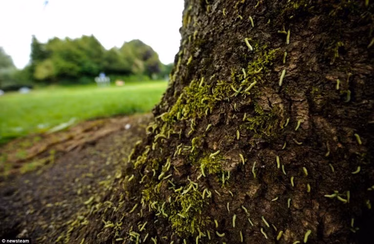 Đám sâu màu xanh là giai đoạn ấu trùng của một loài bướm đêm, được nhìn thấy trên cây tần bì duy nhất ở Telford, Anh.