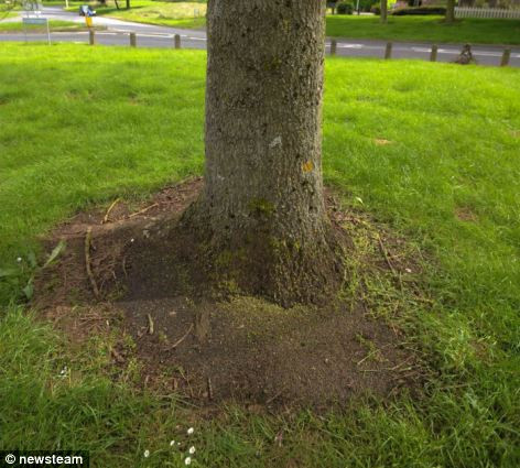 Đây là trường hợp vô cùng hiếm hoi vì không có trường hợp tương tự xảy ra ở các loài cây khác và bùng nổ ở bất cứ khu vực nào.