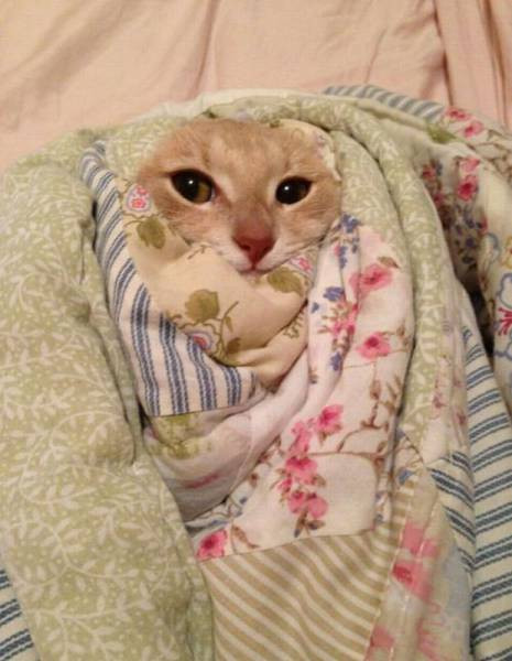 Mùa đông không lạnh.