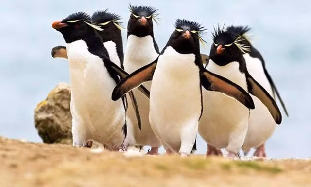 Tóc đẹp hiên ngang dạo chơi.