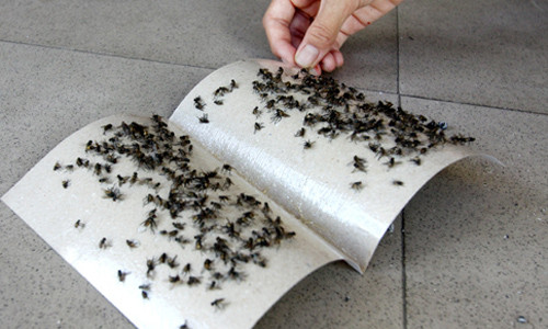 Meo duoi moi loai ruoi trong nha cục don giản