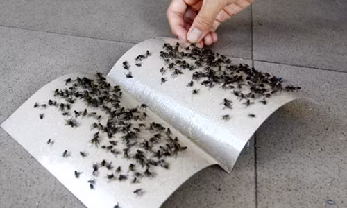 Meo duoi moi loai ruoi trong nha cục don giản