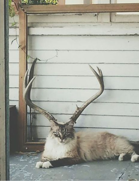 Mèo bị "mọc sừng".