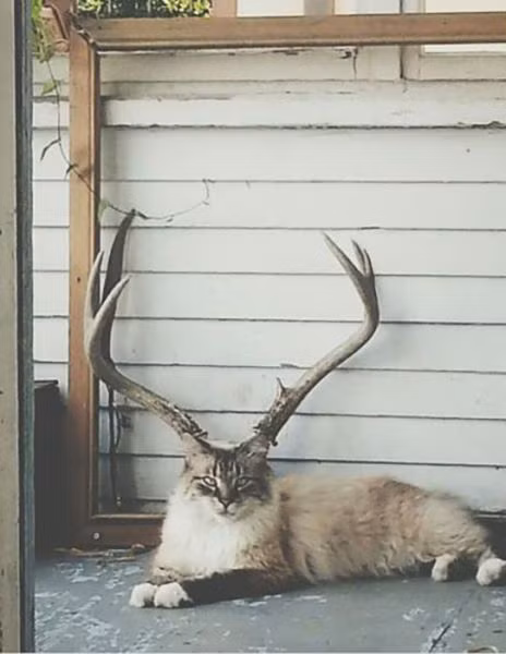 Mèo bị "mọc sừng".