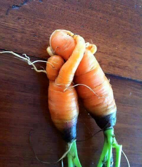 Đến cà rốt còn có đôi.