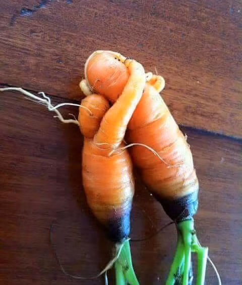Đến cà rốt còn có đôi.