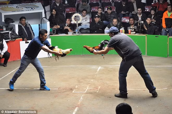 "Những màn chọi gà luôn mang tới một bầu không khí náo nhiệt", Benitez cho biết thêm.