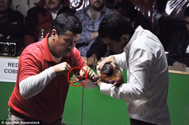 Mỗi khi kết thúc trận đấu đều có một chú gà bị chết.