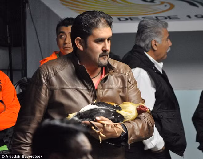 "Nhiều gia đình ở Mexico có các trang trại chuyên nuôi gà chọi phục vụ cho sự kiện", Benitez chia sẻ.