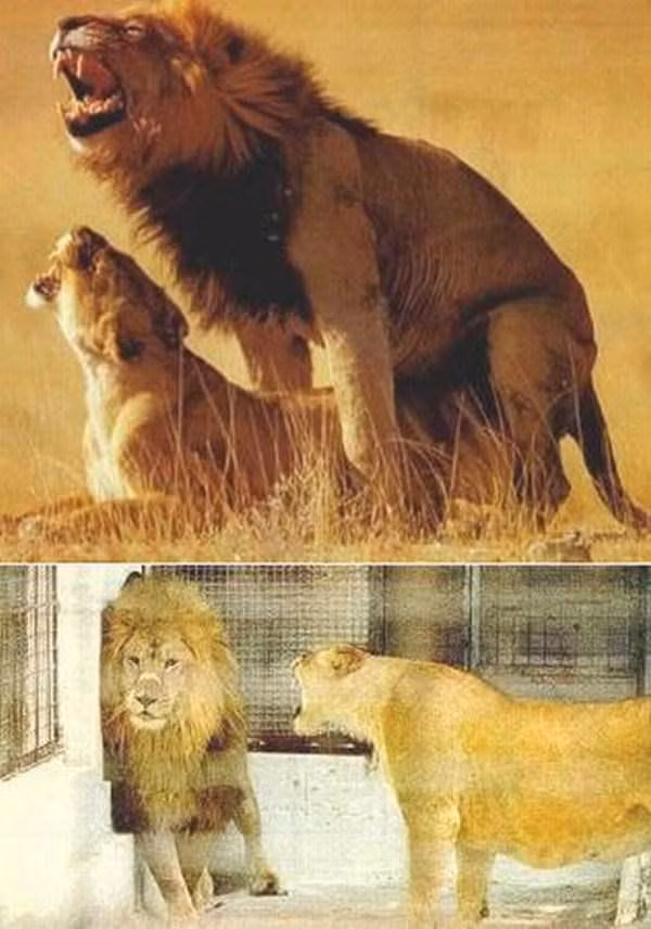 Sư tử đực trước và sau khi giao phối.