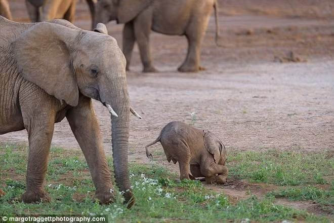  Voi con chán nản khi liên tục vấp ngã.