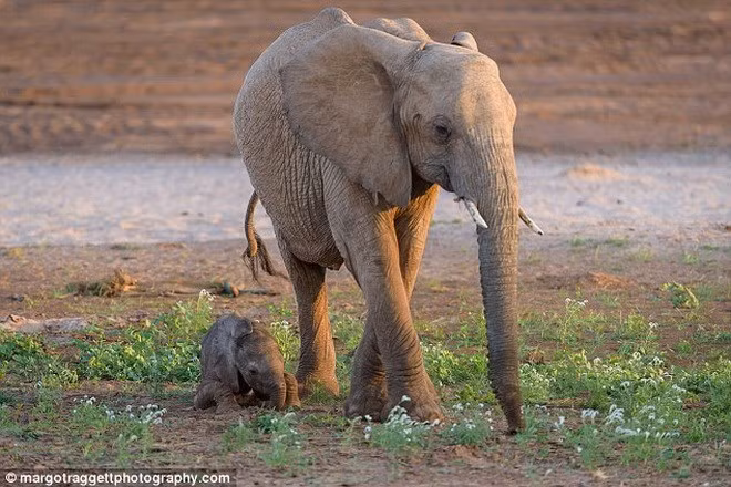 ... bởi nó lo lắng con mình có thể trở thành miếng mồi ngon cho những kẻ săn mồi.