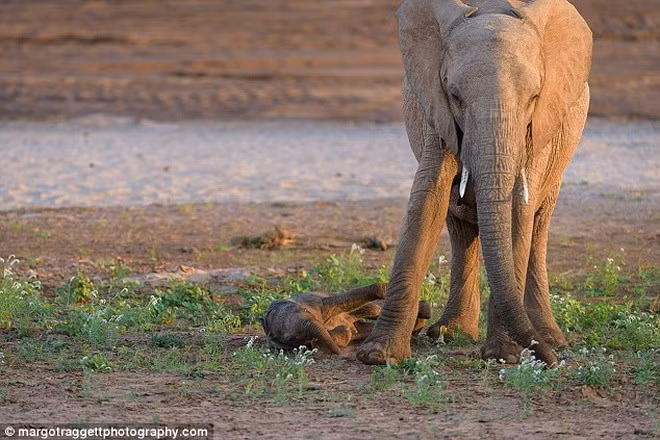 Chú voi con ngã liên tục. Nguồn: Daily Mail.