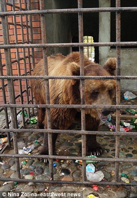 Không khó để nhận ra hàng chục chai lọ bên trong chuồng nuôi hai con gấu ở nhà hàng.