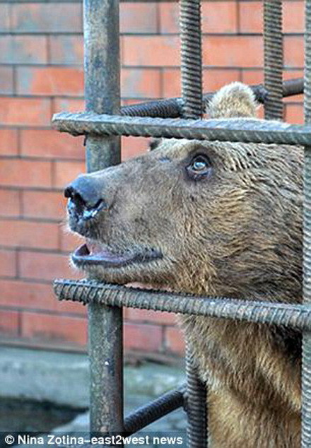 Hai chú gấu sống trong môi trường mất vệ sinh.