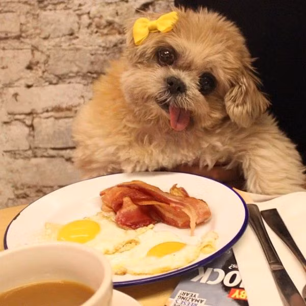 Ăn mà cũng mệt.