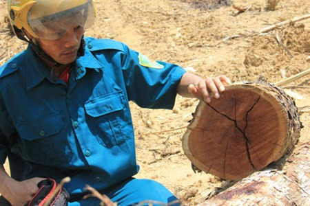 Một khúc gỗ Huỳnh đàn vàng sau nhiều ngày phơi dưới nắng đã bị nứt.