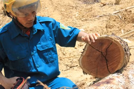 Một khúc gỗ Huỳnh đàn vàng sau nhiều ngày phơi dưới nắng đã bị nứt.