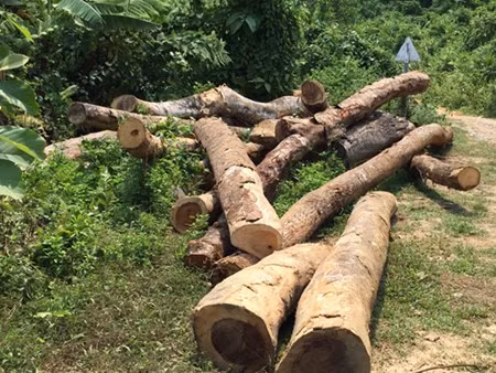 Số gỗ khai thác đã kéo ra và hiện còn nằm ven đường.
