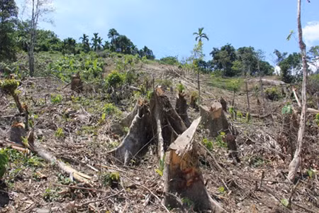 Việc khai thác tận thu tại khu vực rừng trên là do Ban Quản lý dự án Hợp phần di dân, tái định cư Hồ chứa nước Nước Trong tự ý tổ chức; không thông qua và chưa được chính quyền huyện Tây Trà phê duyệt.