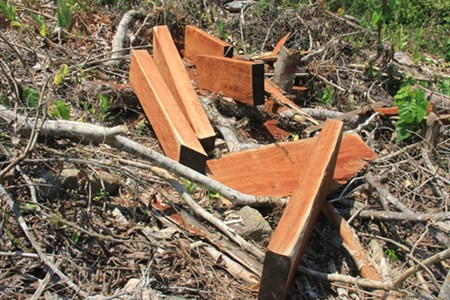 Vào thời điểm cách đây khoảng 3 tuần, số lượng gỗ được đốn hạ và đưa ra tập kết ven đường tính gần 100 khúc, với đường kính từ 0,7-1m và dài từ 6-7m/khúc. Trong số gỗ bị đốn hạ có cả Huỳnh đàn vàng.