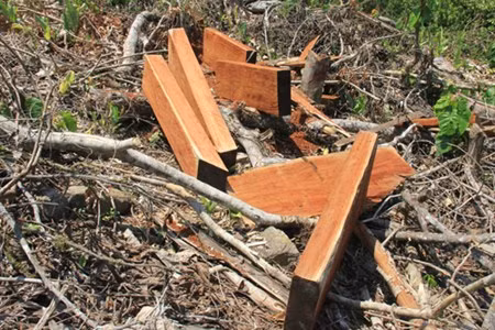 Vào thời điểm cách đây khoảng 3 tuần, số lượng gỗ được đốn hạ và đưa ra tập kết ven đường tính gần 100 khúc, với đường kính từ 0,7-1m và dài từ 6-7m/khúc. Trong số gỗ bị đốn hạ có cả Huỳnh đàn vàng.