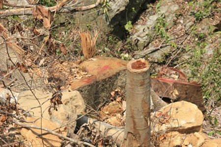 Nhiều loại gỗ quý bị đốn hạ, như: Xoan, Chò, Nín....với đường kính gốc cây to cỡ 2 người ôm không xuể.