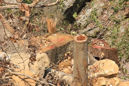 Nhiều loại gỗ quý bị đốn hạ, như: Xoan, Chò, Nín....với đường kính gốc cây to cỡ 2 người ôm không xuể.