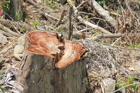 Ông Hồ Văn Những, Trung đội trưởng Dân quân cơ động xã Trà Thọ-một trong những người được giao nhiệm vụ kiểm tra và giám sát việc thực hiện tạm dừng khai thác tận thu gỗ tại 2 khu vực rừng này cho biết: “Việc khai thác tận thu gỗ tại khu vực rừng trên đúng, sai thế nào sẽ được công an tỉnh làm rõ. Thế nhưng, qua quan sát thì số lượng đã bị đốn hạ và chở về xuôi, trong đó có nhiều loại gỗ quý như chò, xoan, nính... lên đến hàng trăm cây, với khối lượng ước trên 200m3.