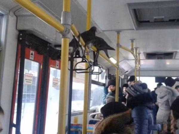 Khi chim cũng ngại bay.