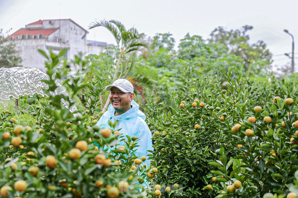 Ông Tấn cho biết, vườn quất của ông hơn 500 chậu đã được đặt mua gần hết, nên giờ phải chăm sóc thật kỹ để cây giữ được vẻ đẹp khi bàn giao cho thương lái đến chở đi.
