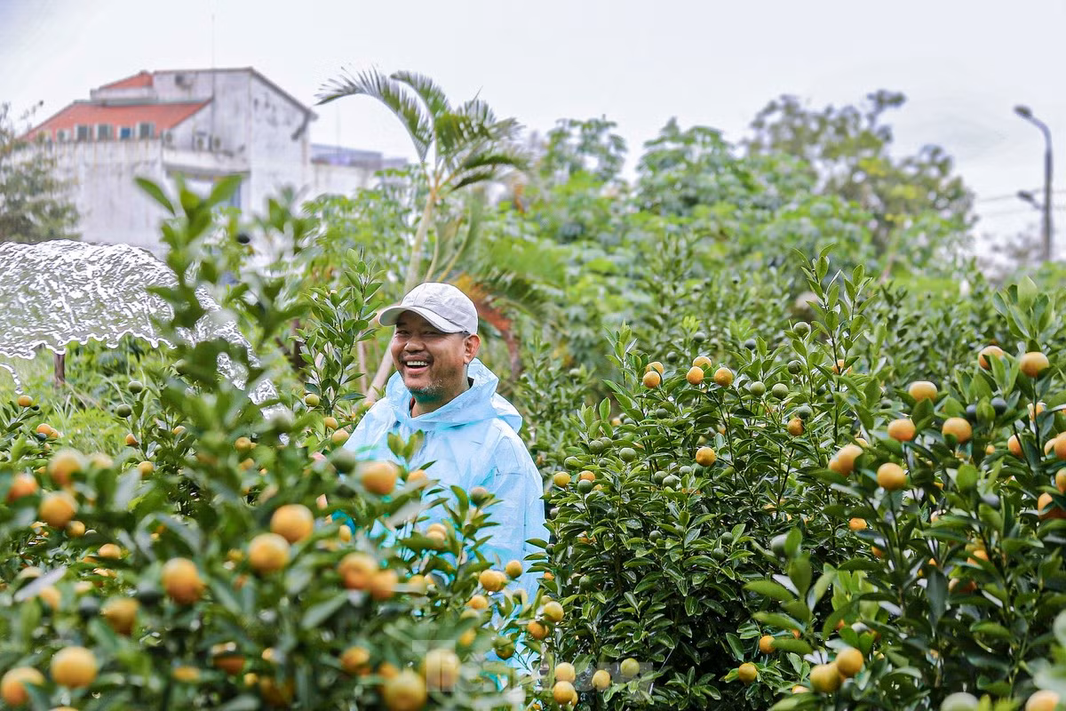 Ông Tấn cho biết, vườn quất của ông hơn 500 chậu đã được đặt mua gần hết, nên giờ phải chăm sóc thật kỹ để cây giữ được vẻ đẹp khi bàn giao cho thương lái đến chở đi.