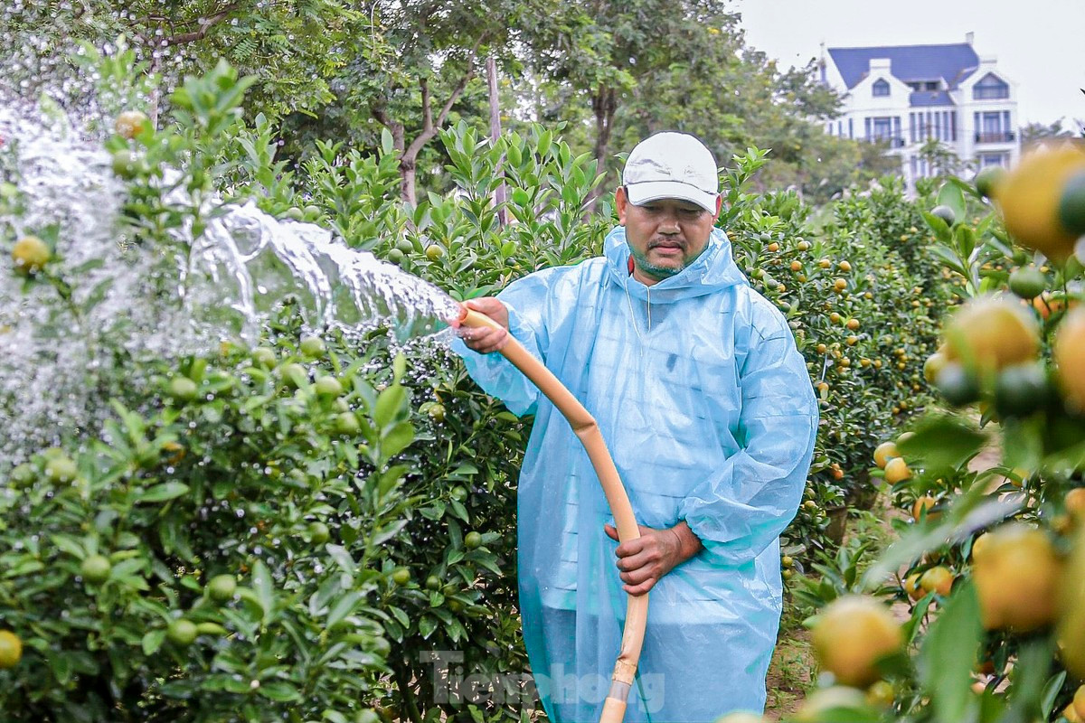 Ông Nguyễn Tấn - chủ vườn quất hơn 500 gốc (xã Cẩm Hà) chia sẻ: “Năm nay thời tiết khá thuận lợi, cây quất phát triển đều, quả to, lá đẹp. Tuy nhiên, đây là thời điểm then chốt, nên phải chăm sóc kỹ từ việc tưới nước, bón phân để đảm bảo chất lượng quất.”