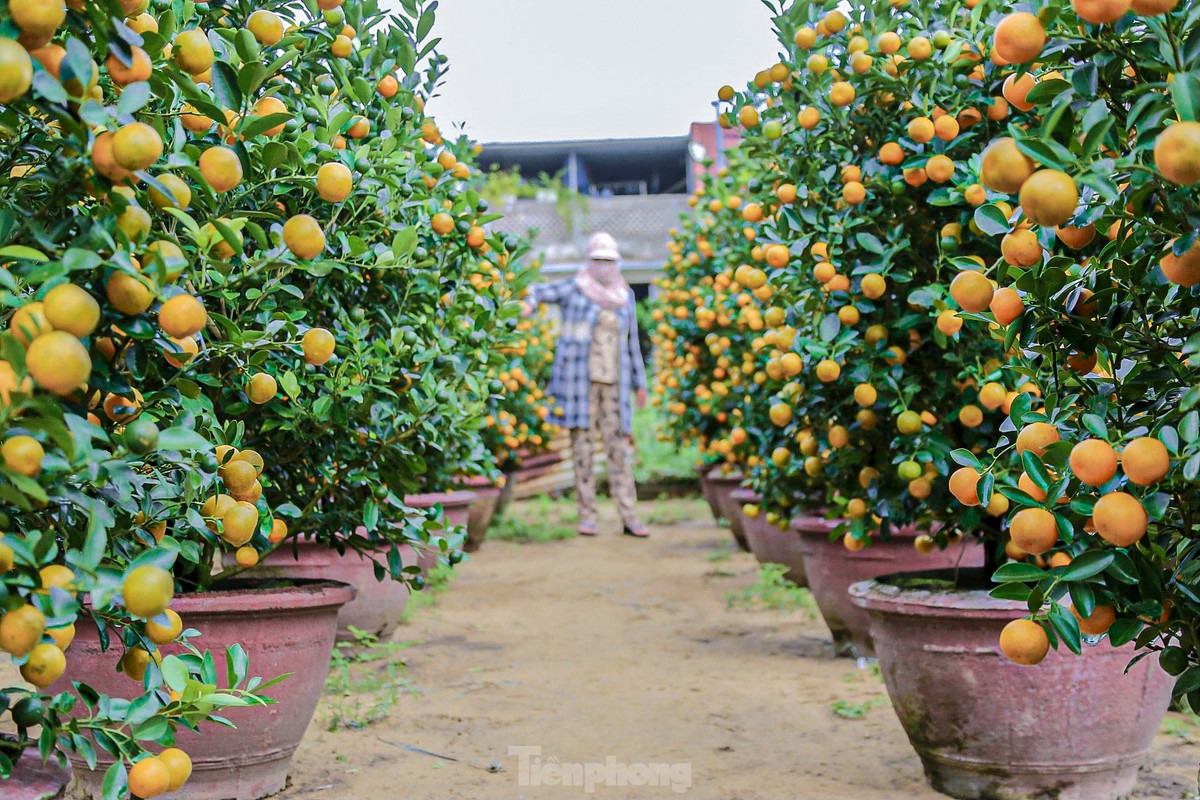 Nhiều thương lái đến tận vườn chốt mua từ sớm.