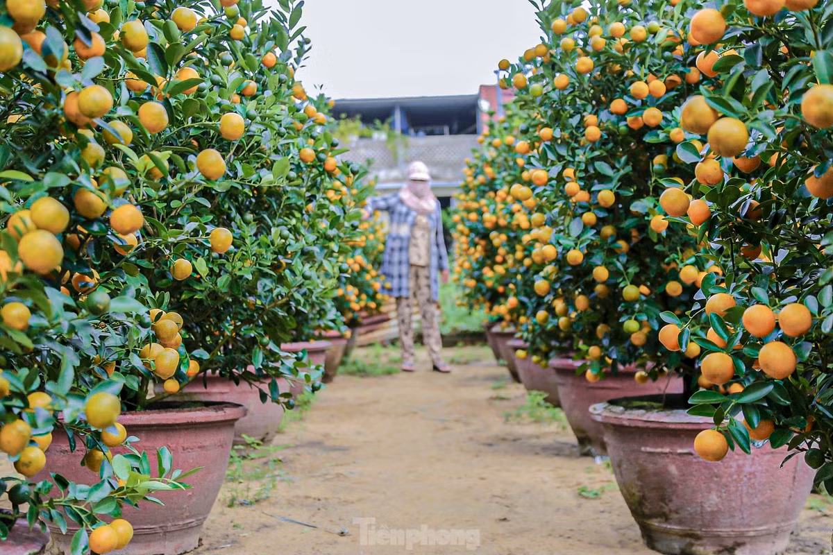 Nhiều thương lái đến tận vườn chốt mua từ sớm.