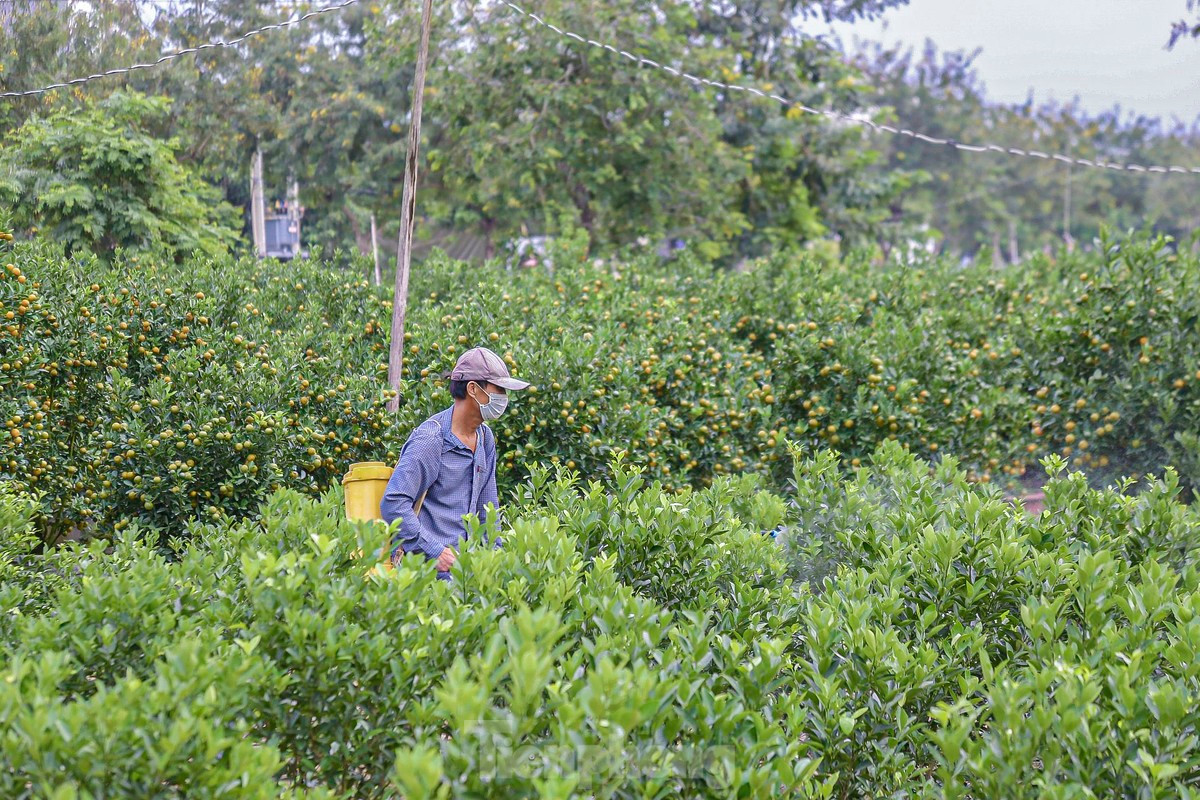 Làng Cẩm Hà (TP. Hội An) là nơi trồng quất Tết lớn nhất miền Trung với diện tích hàng chục hecta. Khoảng thời gian này, các nhà vườn đang tất bật bón phân, phun thuốc, cắt tỉa các chậu quất cảnh để kịp cho thương lái đến vận chuyển.