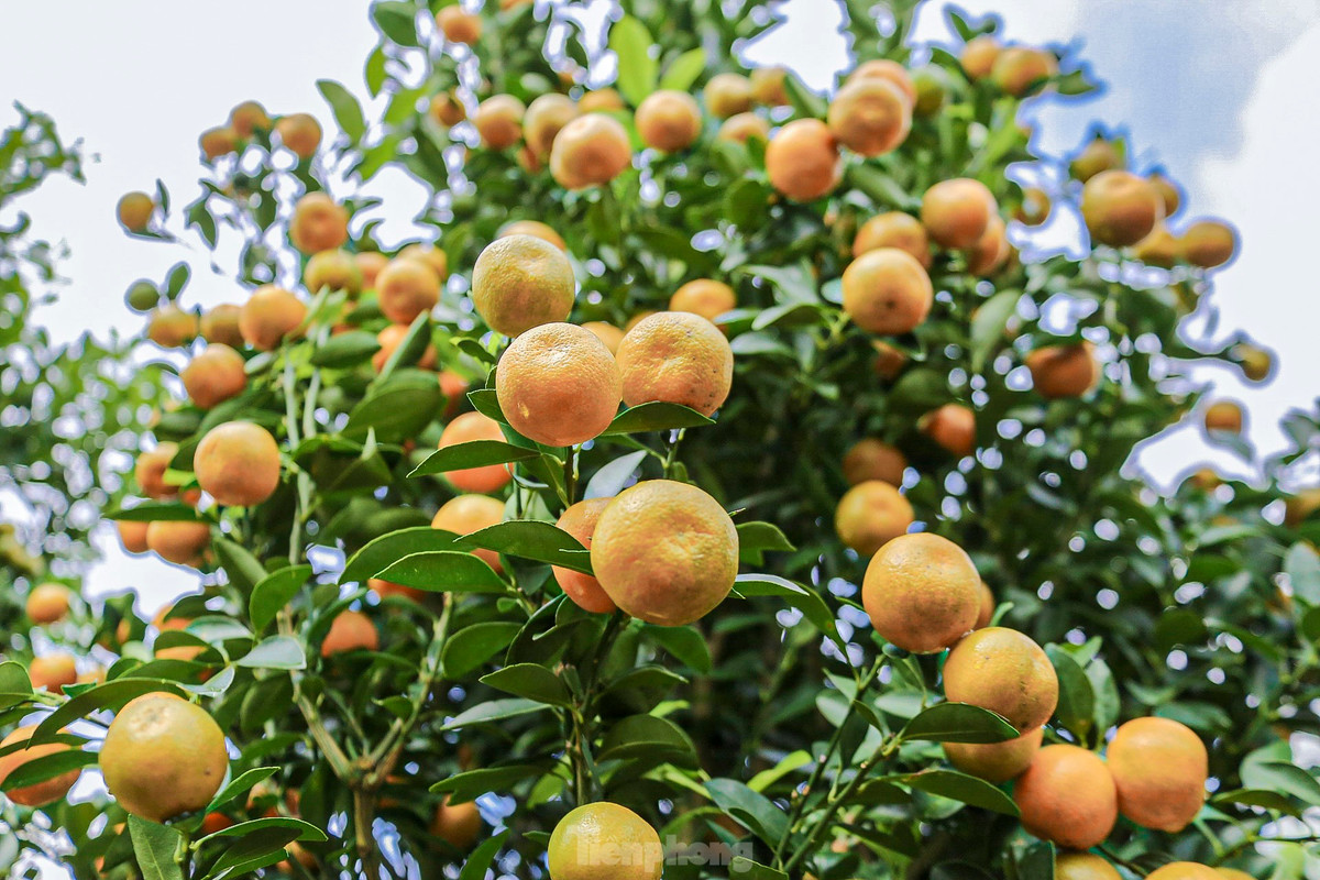 Năm nay thời tiết thuận lợi nên quất phát triển tốt, cho trái to đẹp.