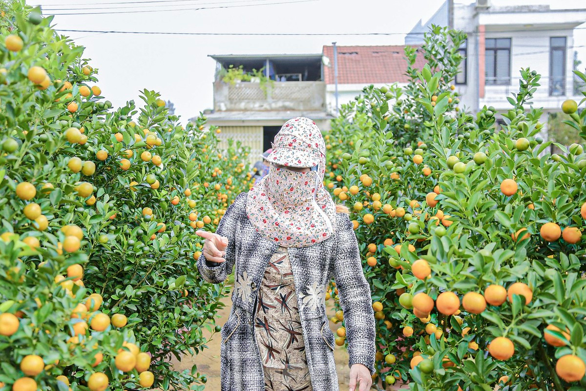 Làng quất Cẩm Hà không chỉ là nơi cung cấp cây cảnh Tết mà còn thu hút đông đảo du khách đến tham quan, trải nghiệm. Những vườn quất rực rỡ sắc màu đã trở thành điểm nhấn cho du lịch Hội An mỗi dịp cuối năm.