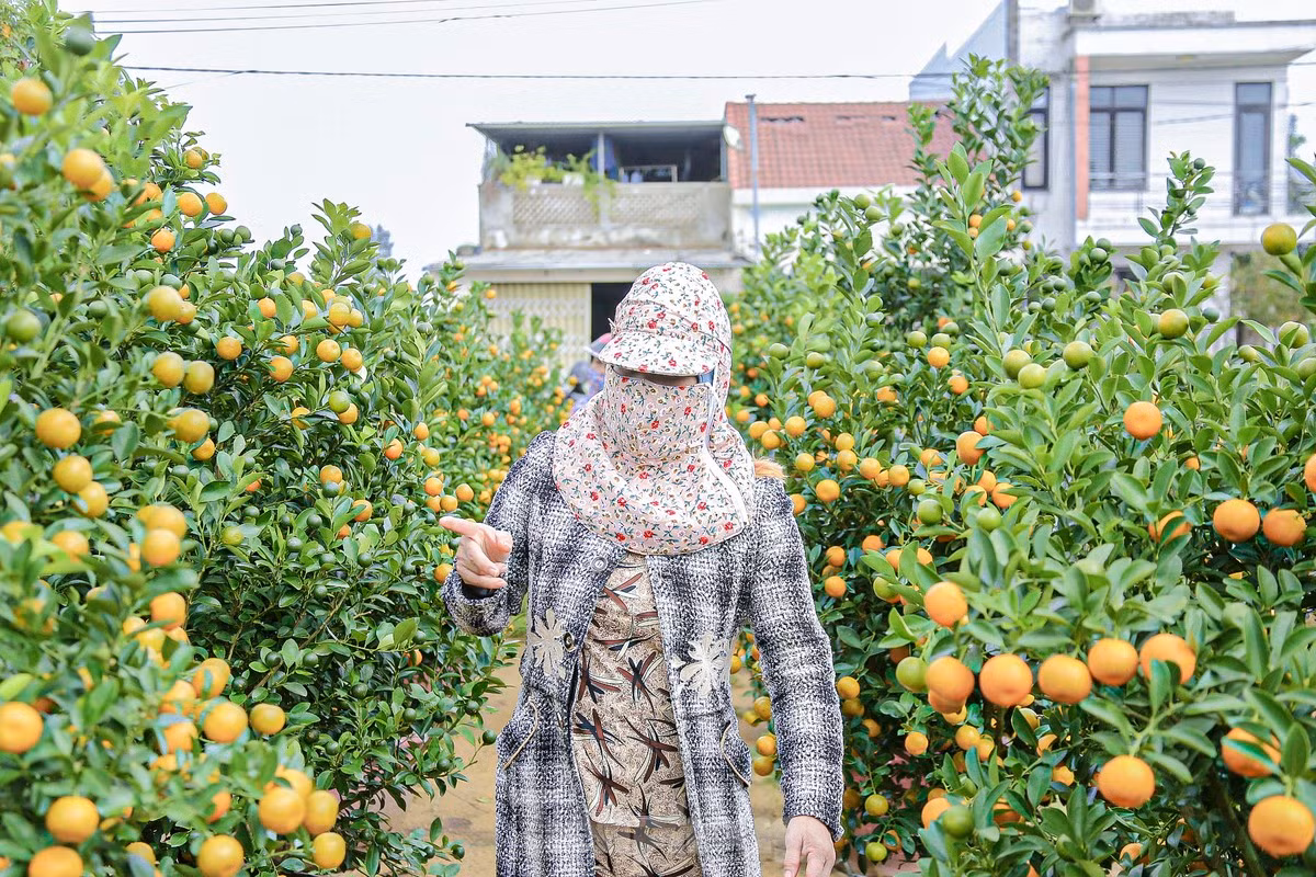 Làng quất Cẩm Hà không chỉ là nơi cung cấp cây cảnh Tết mà còn thu hút đông đảo du khách đến tham quan, trải nghiệm. Những vườn quất rực rỡ sắc màu đã trở thành điểm nhấn cho du lịch Hội An mỗi dịp cuối năm.