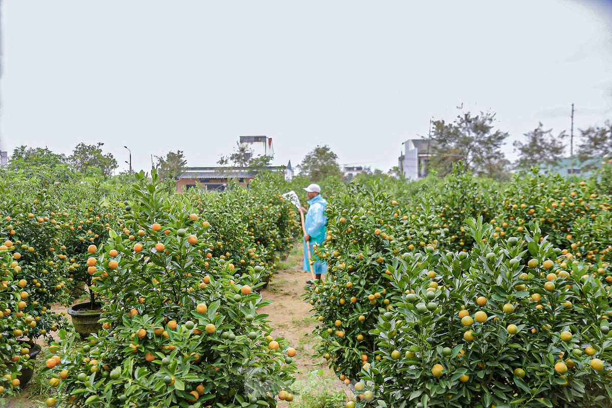 Theo các nhà vườn, giá quất năm nay không biến động nhiều so với năm trước, giá dao động từ 500.000 đến vài triệu đồng mỗi cây, tùy thuộc vào kích thước lớn nhỏ của quất. Hiện nhiều vườn đã được chốt mua nên giờ chăm sóc và chờ xe đến rước.