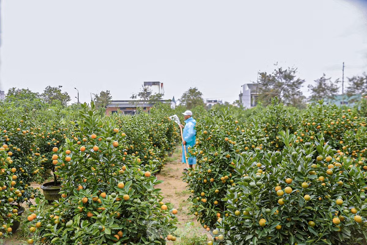Theo các nhà vườn, giá quất năm nay không biến động nhiều so với năm trước, giá dao động từ 500.000 đến vài triệu đồng mỗi cây, tùy thuộc vào kích thước lớn nhỏ của quất. Hiện nhiều vườn đã được chốt mua nên giờ chăm sóc và chờ xe đến rước.