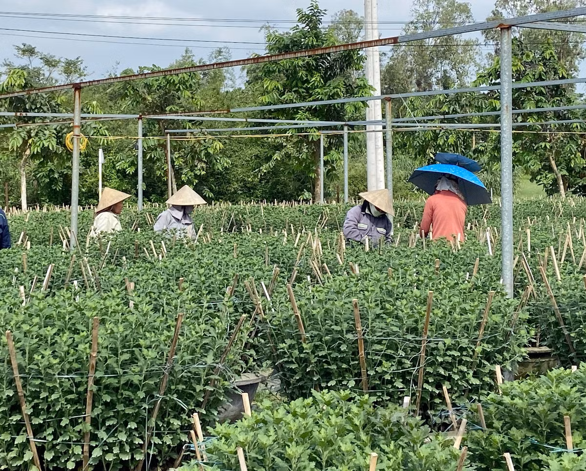 Nguoi dan Da Nang tat bat cham soc, chuan bi mua hoa Tet