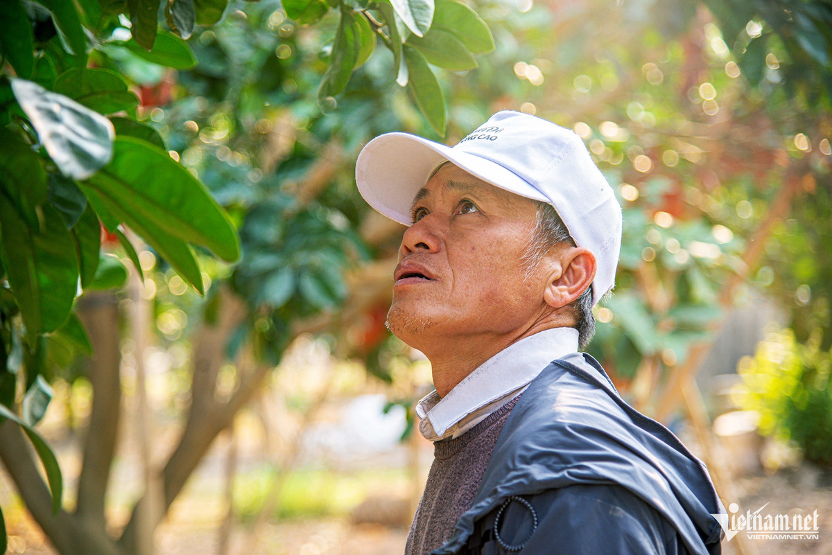 Năm nay, do bị ảnh hưởng cơn bão Yagi hồi tháng 9, phần lớn bưởi tại Đông Cao bị hư hại nặng nề, năng suất kém. Ông Lương Văn Phương, Chủ tịch Hội đồng quản trị Hợp tác xã Bưởi đỏ Đông Cao cho biết, bà con vùng này thiệt hại nặng nề. "Riêng nhà tôi, trong số 3ha bưởi thì mất trắng khoảng hơn 60% sản lượng, tương đương hơn 1 tỷ đồng”, ông Phương nói.