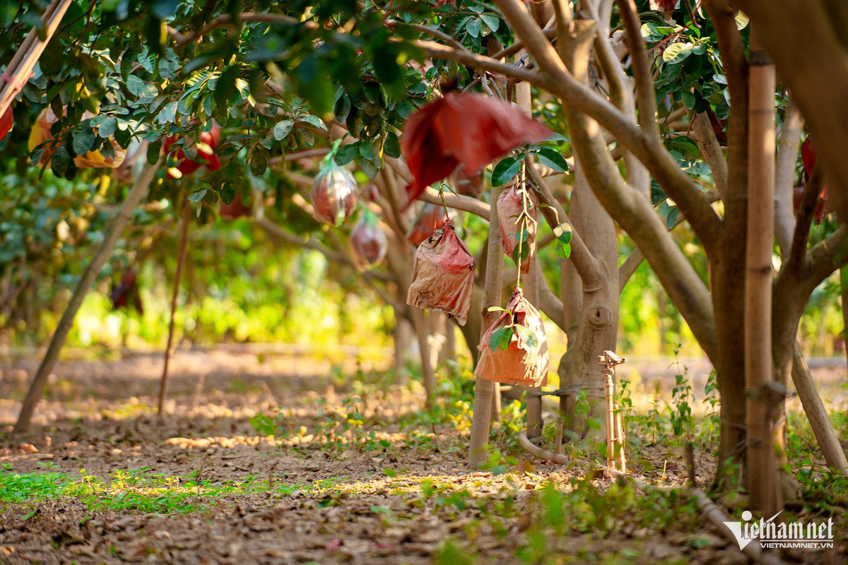 Loại hoa quả này đã được công nhận là sản phẩm OCOP 4 sao, trở thành một trong những loại đặc sản được săn đón rầm rộ, đặc biệt là dịp Tết Nguyên đán.