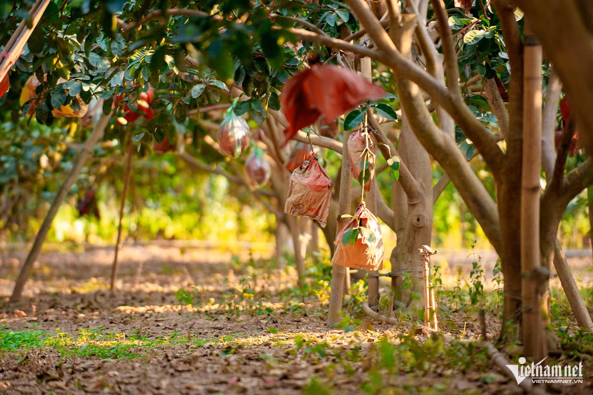 Loại hoa quả này đã được công nhận là sản phẩm OCOP 4 sao, trở thành một trong những loại đặc sản được săn đón rầm rộ, đặc biệt là dịp Tết Nguyên đán.