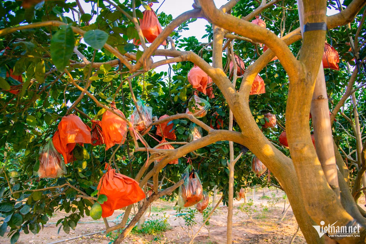 Ở Đông Cao, hầu như gia đình nào cũng trồng vài cây loại bưởi này, cả ngõ rợp một màu đỏ đẹp mắt nếu điều kiện thời tiết tốt, không bị thiên tai tàn phá.