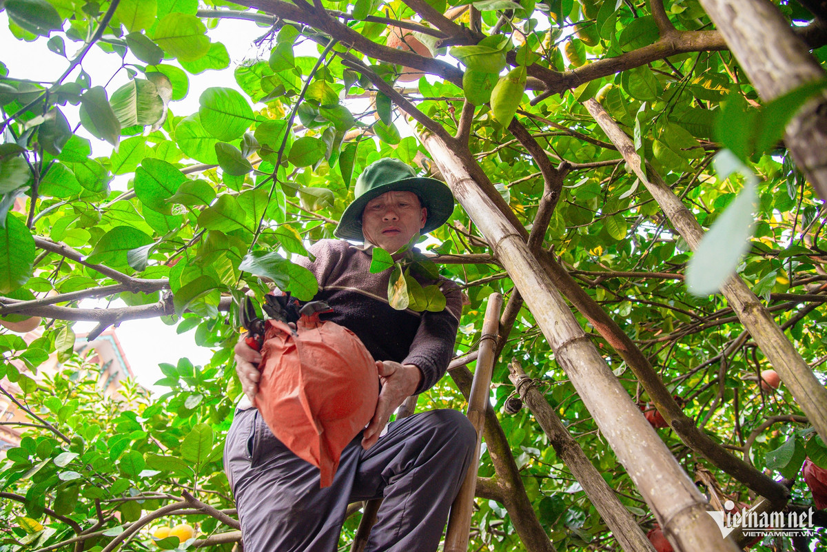 “Bưởi tạo dáng năm nay đắt gấp 2 lần, dao động 500.000 đồng/quả nhưng làm gì có hàng. Nếu khách có trả 1 triệu đồng/quả chúng tôi cũng không có mà bán, hỏng thối hết, khuôn bỏ đầy gốc cây. Chỉ chờ đến năm sau làm lại”, ông Phương tiếc nuối.
