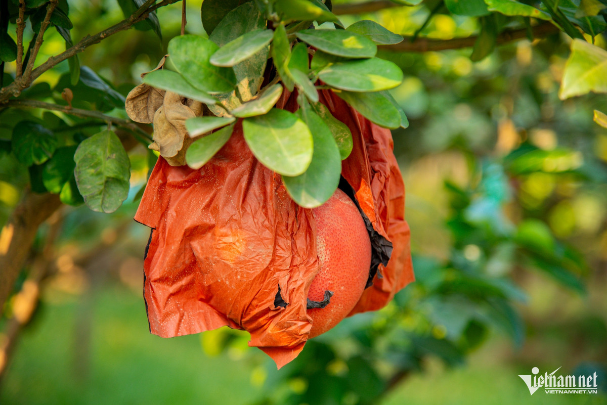 Khác với những loại bưởi phổ biến trên thị trường, bưởi Đông Cao có mùi thơm dễ chịu, múi mọng nước, vị ngọt thanh đặc biệt. Đặc thù của nó là ra quả màu xanh, vào tháng 8 và 9 chuyển dần sang vàng, đến tháng 10 chuyển màu hồng, rồi tới dịp Tết Nguyên đán xuất hiện màu đỏ tươi.